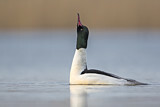 Image. Common Merganser