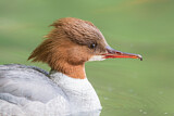 Image. Common Merganser