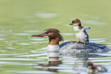 Image. Common Merganser