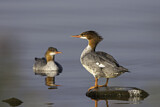 Image. Common Merganser