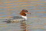 Image. Common Merganser