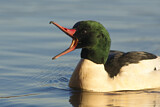 Image. Common Merganser