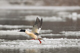 Image. Common Merganser