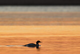 Image. Common Merganser
