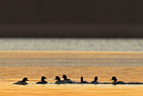 Image. Common Merganser