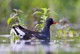 Image. Common Moorhen