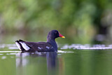 Image. Common Moorhen