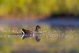 Image. Common Moorhen