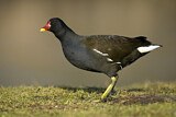Image. Common Moorhen