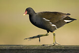 Image. Common Moorhen