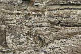 Image. Common Murre & Black-legged Kittiwake & Razorbill