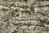 Image. Common Murre & Black-legged Kittiwake & Razorbill