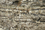 Image. Common Murre & Black-legged Kittiwake & Razorbill