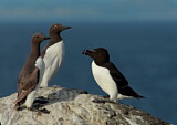 Image. Common Murre & Razorbill