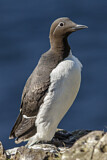 Image. Common Murre