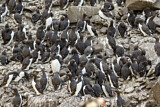 Image. Common Murre