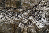 Image. Common Murre