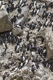 Image. Common Murre