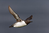 Image. Common Murre