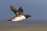 Image. Common Murre