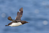 Image. Common Murre