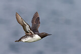 Image. Common Murre