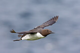 Image. Common Murre