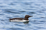 Image. Common Murre