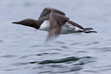 Image. Common Murre