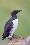 Image. Common Murre