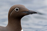 Image. Common Murre