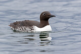Image. Common Murre