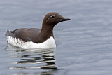 Image. Common Murre