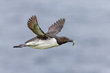 Image. Common Murre