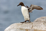 Image. Common Murre