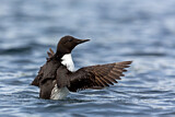 Image. Common Murre