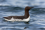 Image. Common Murre