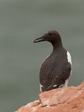 Image. Common Murre