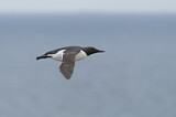 Image. Common Murre