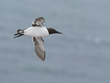 Image. Common Murre