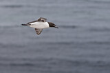 Image. Common Murre