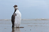 Image. Common Murre