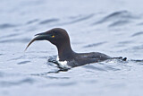 Image. Common Murre