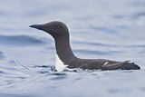 Image. Common Murre