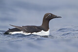 Image. Common Murre