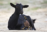 Image. Common Myna