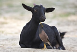 Image. Common Myna