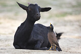 Image. Common Myna