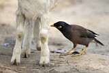 Image. Common Myna