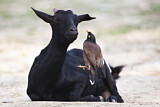 Image. Common Myna